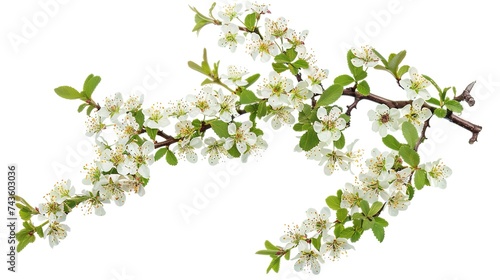 Hawthorn or Crataegus monogyna branch with flowers isolated on white background, generative ai