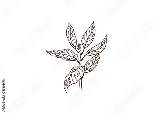 Bay leaf plant, sketch vector illustration isolated