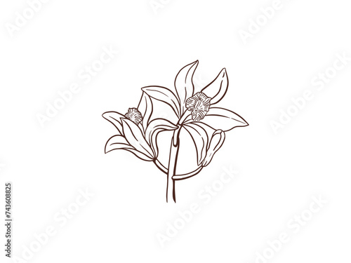 Vanilla flower isolated on white background