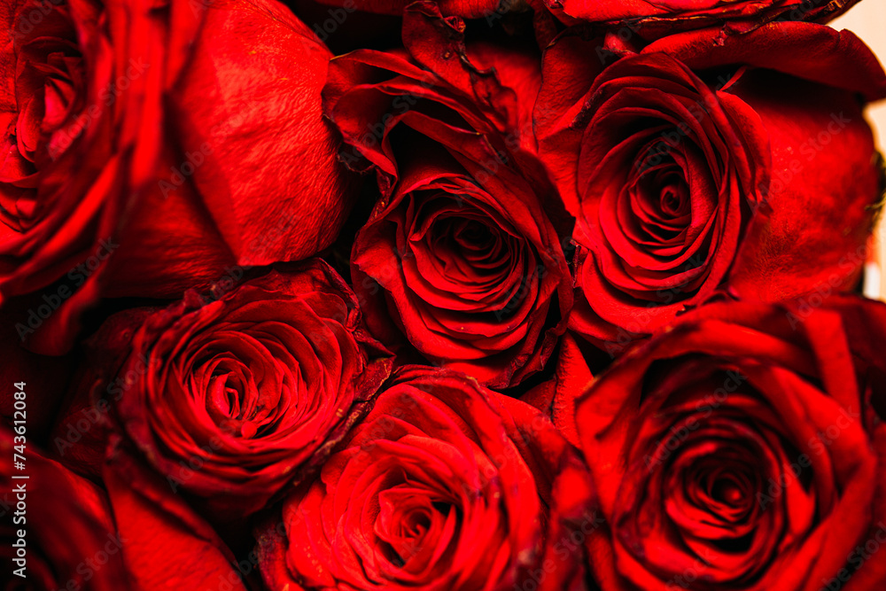 Naklejka premium red roses background