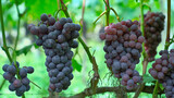 Bunch of ripe red grapes closeup. rosé grapes ripe and ready for harvesting. Grape Clusters on the Vine Cultivated on Farm. Vitis vinifera. Wine grape or Vitis vinifera