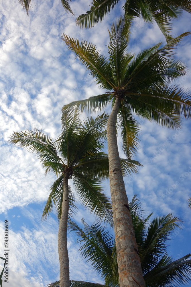 Fototapeta premium Cloudy Sky Landscape and Palmtrees Vertical 