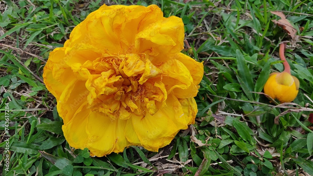 Obraz premium Flowers 