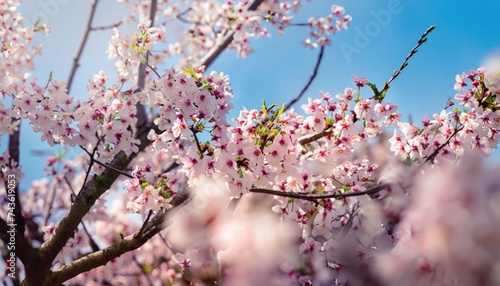 Beautiful cherry blossoms trees blooming in spring