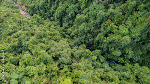 Aerial view of a dense tropical rainforest canopy, with a small hidden river, ideal for environmental themes and background use, Earth day concept