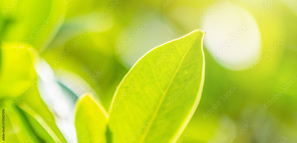 Natural plant green leaf in garden with bokeh background Natural plant green leaf in garden with bokeh background