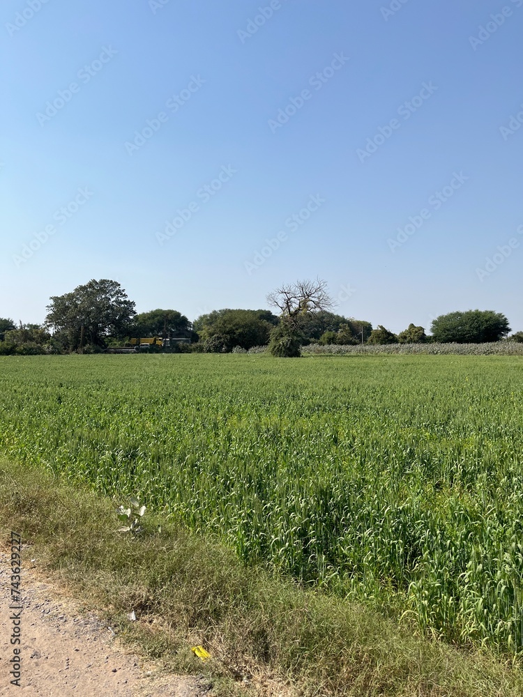 Obraz premium vineyard