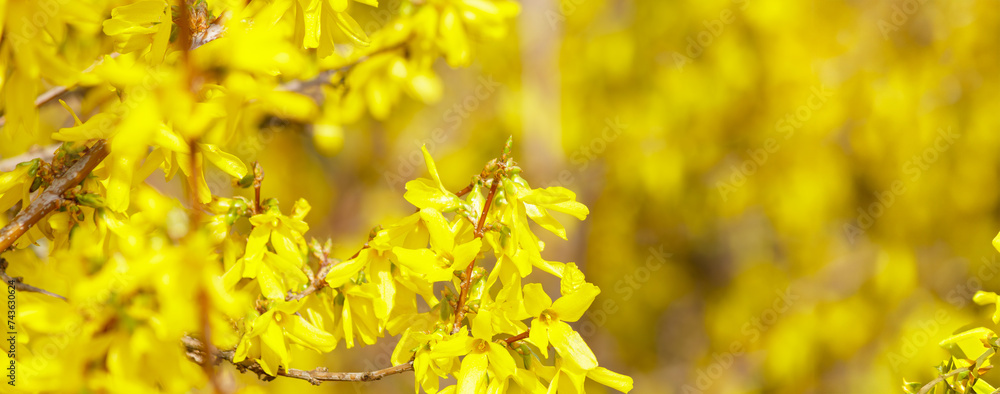 Yellow Forsythia flowers on the bush. Beautiful Syringa flowers, selective focus. Yellow Forsythia flowers on the bush. Beautiful Syringa flowers, selective focus.