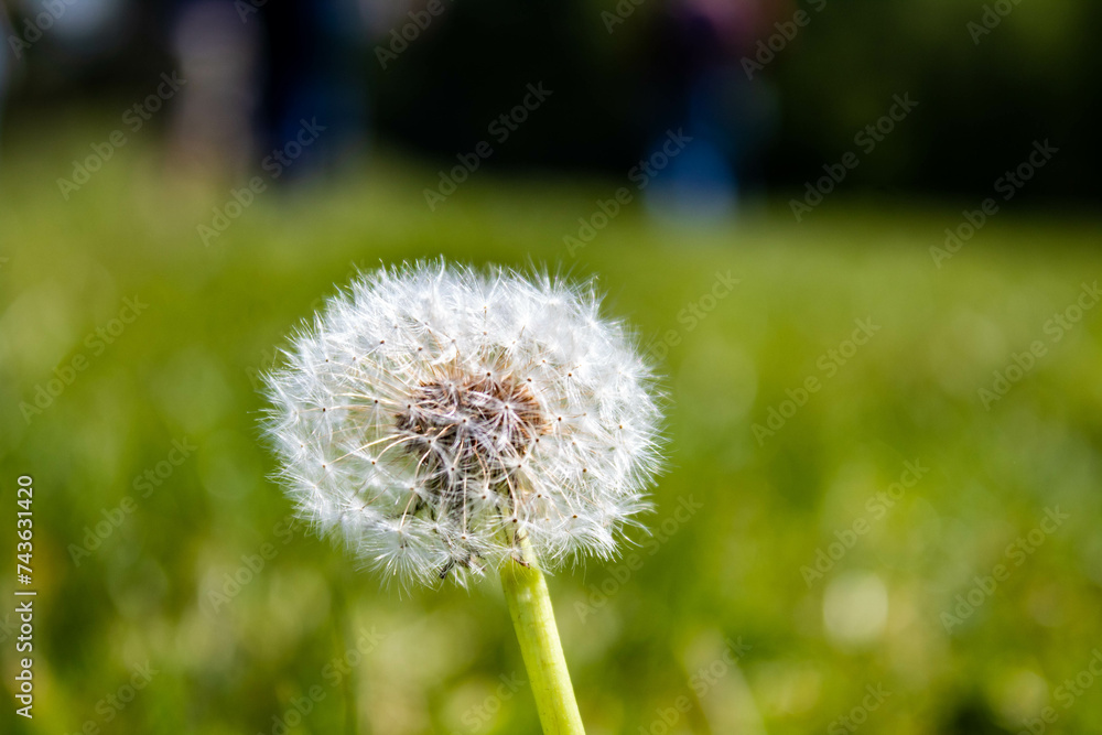 dent de lion, fleur, nature, plante, été, graine, gazon, printemps, graine, blanc, mauvaise herbe, vent, macro, gros plan, duveteux, fleures, flore, accroissement, fleur, beauté, pissenlit, jardin, pr dent de lion, fleur, nature, plante, été, graine, gazon, printemps, graine, blanc, mauvaise herbe, vent, macro, gros plan, duveteux, fleures, flore, accroissement, fleur, beauté, pissenlit, jardin, pr