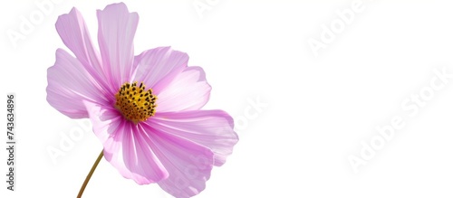 Beautiful pink flower with vibrant yellow center in full bloom and delicate petals close up