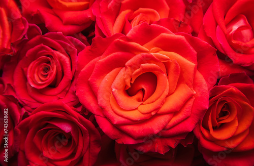 Red rose blossom texture. Valentine  love  wedding background
