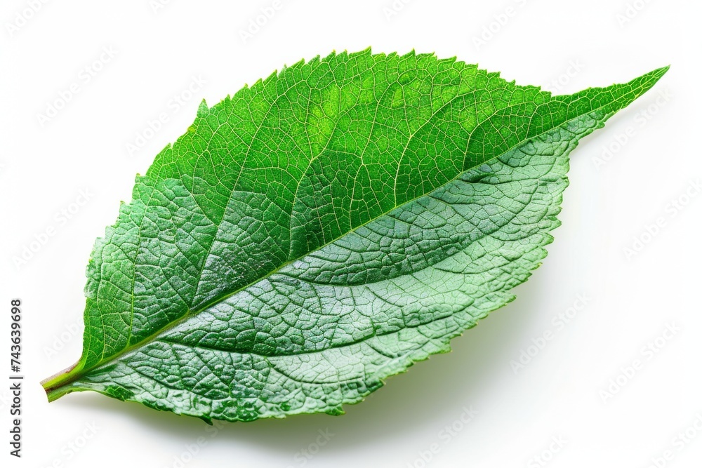 Obraz premium Single green leaf isolated on white