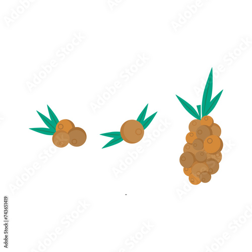 Set of 3 colorful Sea Buckthorn icons, simple vector cartoon style illustration elements for product or web design.