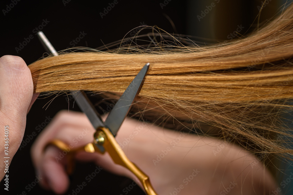 Skracanie włosów nożyczkami długie włosy ciemny blond  - obrazy, fototapety, plakaty 