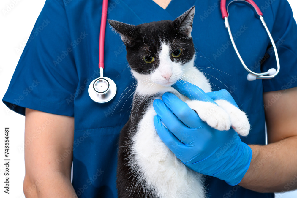 Lekarz weterynarii z dobrym podejściem do zwierząt domowych trzyma spokojnego kota na rękach  - obrazy, fototapety, plakaty 