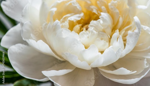 close up of white creamy flower petals of peony innocence and femininity concept © joesph