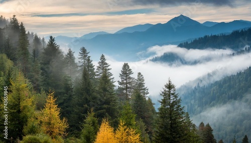 coniferous forest in foggy mountains © joesph