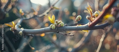 A detailed view of a tree branch with small buds emerging, showcasing the natural process of growth and renewal in a spring garden setting. Pruning clippers can be seen trimming the branch, aiding in photo