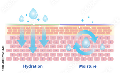 The differences between hydration and moisture vector illustration. Cross section of skin barrier layer hydration, attract, absorb water and moisture, seal on the skin to prevent water loss.