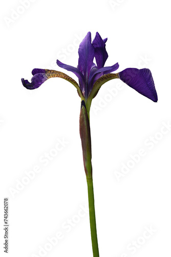 Blue iris flower