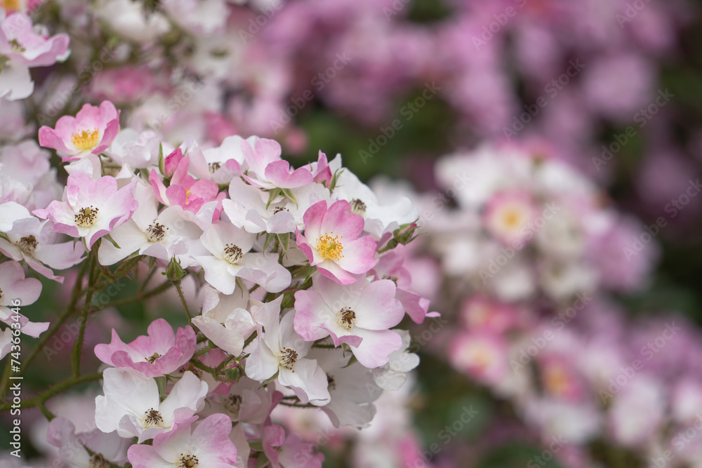 Obraz premium ピンクと白が混じったバラ【滝ノ入ローズガーデン】日本埼玉県毛呂山町