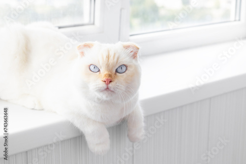 Close-up of white Scottish Fold cat with striking blue eyes resting on windowsill. National cat day. National pet day. Scottish Fold cat day.