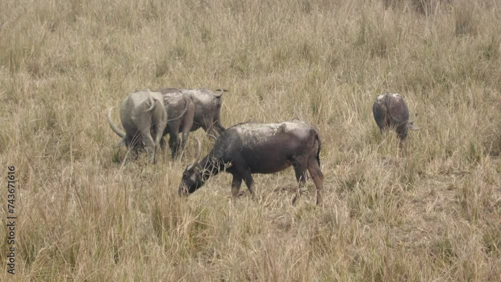Herd of wild buffaloes grazing at a wildlife sanctuary Herd of wild buffaloes grazing at a wildlife sanctuary