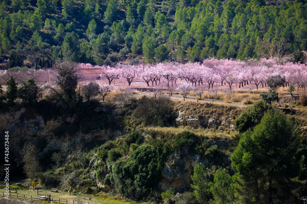 Pink Almond trees in bloom among pine trees in Sierra de Mariola, Alicante Pink Almond trees in bloom among pine trees in Sierra de Mariola, Alicante
