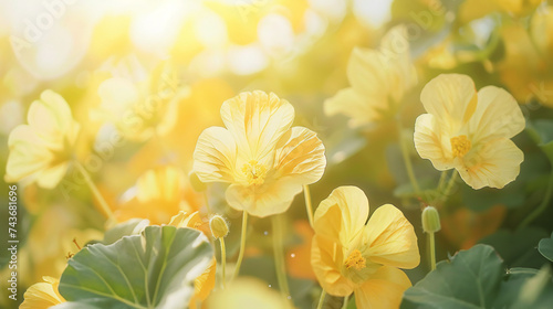 Yellow nasturtium flowers in summer sun.