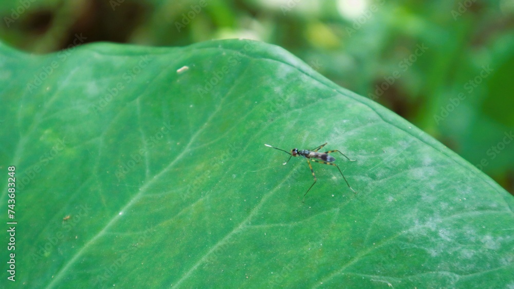 Mosquito lands on leaves Mosquito lands on leaves