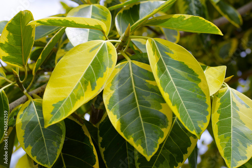 Photography Yellow and green leaves of ficus altissima variegata tree