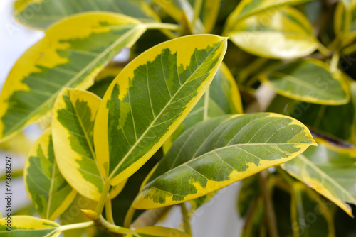 Yellow and green leaves of ficus altissima variegata tree