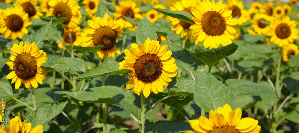 Blooming sunflower fields. Beautiful yellow flower Blooming sunflower fields. Beautiful yellow flower
