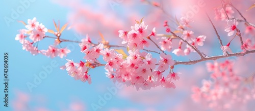 A photograph capturing the vibrant pink flowers of a blooming sakura branch against a backdrop of a clear blue sky.