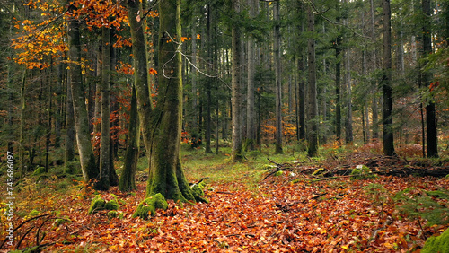 Fall season fairy tale forest trees.