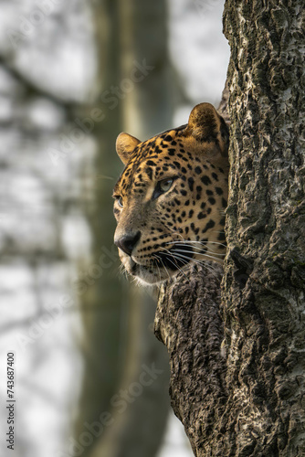 Panthera Pardu Kotiya - Sri Lankan leopard : Asia