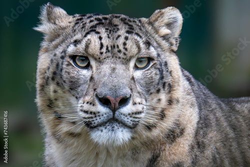 Panthera Uncia - snow leopard : felin from moutins of Central and south Asia photo