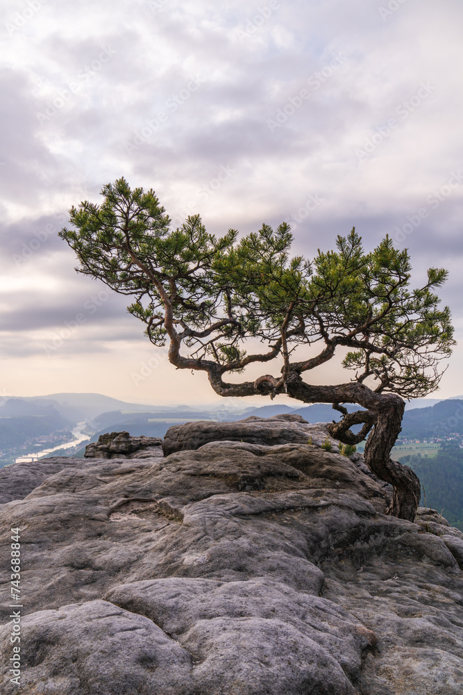 a lone pine tree with a twisted trunk growing on the rocky background of the Elbe River, Bad Schandau in Saxon Switzerland in the early foggy morning. Morning atmosphere a lone pine tree with a twisted trunk growing on the rocky background of the Elbe River, Bad Schandau in Saxon Switzerland in the early foggy morning. Morning atmosphere