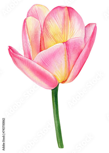 Pink tulips, spring flowers set isolated on white background. Watercolor hand drawing Botanical painting, clipart