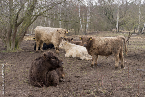 Brown, white and black highland cattle in the paddock