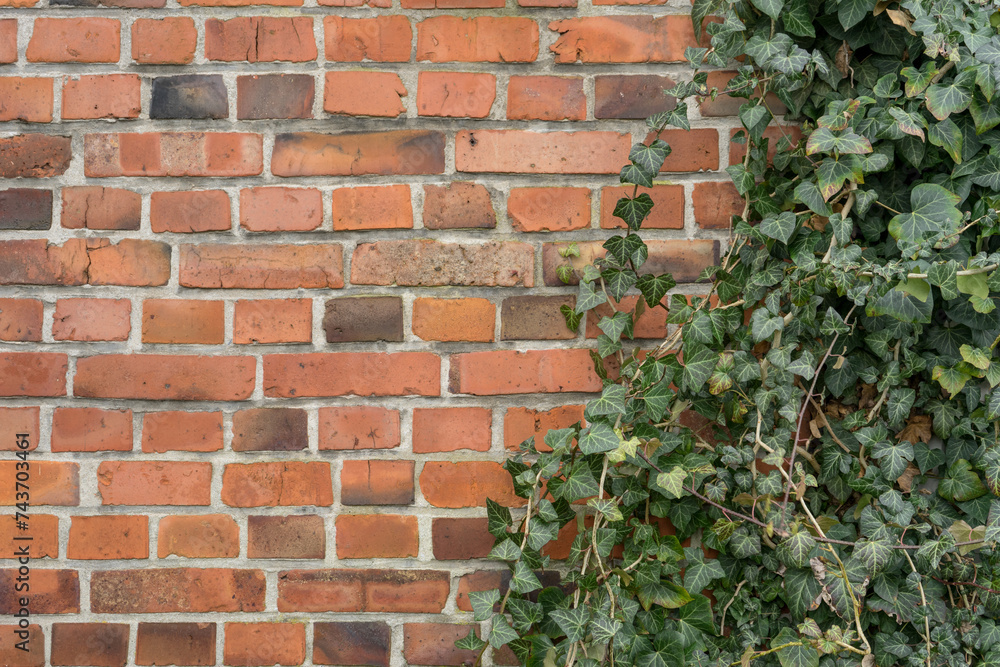 Background with brick wall and ivy plant Background with brick wall and ivy plant