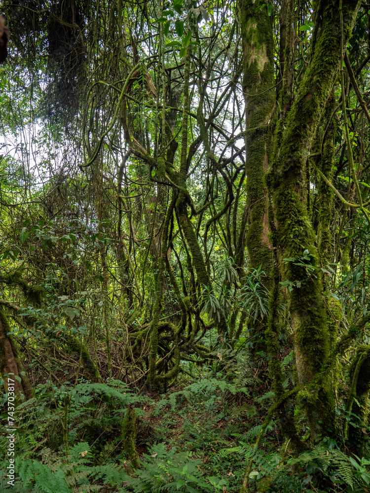 Aufem Kilembe Trail im Ruwenzori Gebirge in Uganda. Aufem Kilembe Trail im Ruwenzori Gebirge in Uganda.