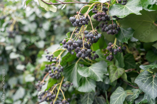 Detail of an ivy plant with berries
