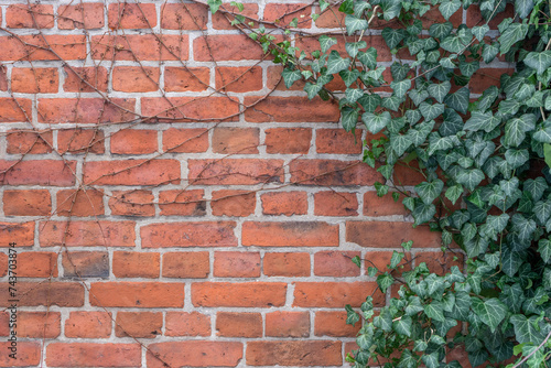 Background with brick wall and ivy plant