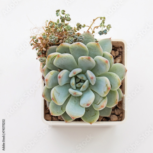 Green Echeveria Viant houseplant flower rosette close up top view photo