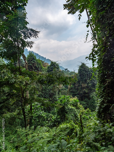 Aufem Kilembe Trail im Ruwenzori Gebirge in Uganda. photo