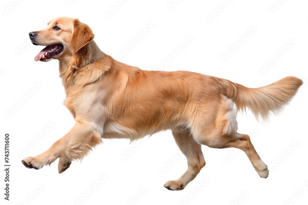Golden Retriever dog on a transparent background