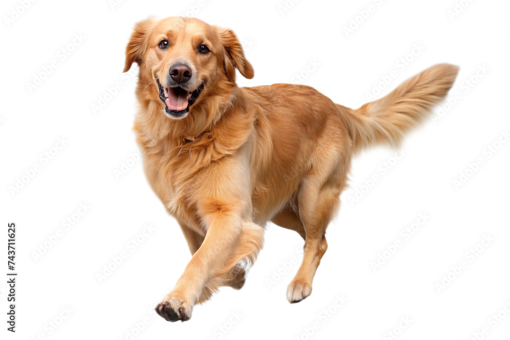 Golden Retriever dog on a transparent background Golden Retriever dog on a transparent background