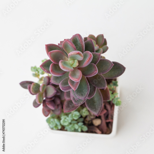 Closeup of Echeveria Rezry flower in white plastic pot on white background, top view photo