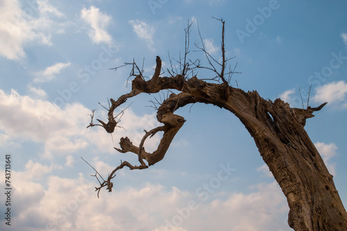 Silueta del tronco de un viejo olivo muerto en España. Imagen de la silueta del árbol con un fondo compuesto del cielo azul con nubes blancas.